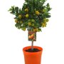 Citrus calamondin